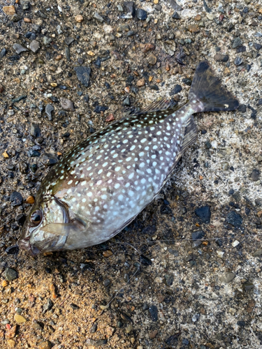 アイゴの釣果