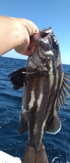 イシナギの釣果