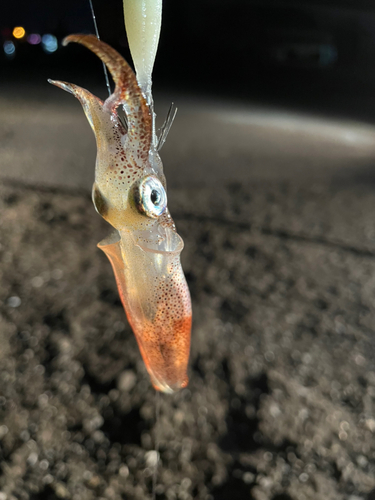 マメイカの釣果