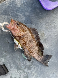 オオモンハタの釣果