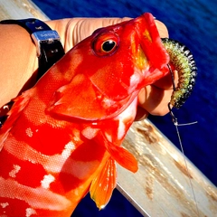 アカハタの釣果