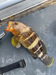 アオハタの釣果