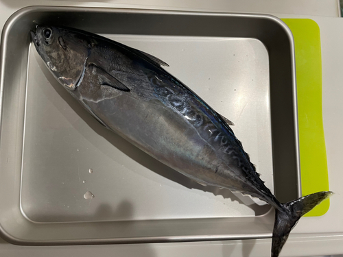 ヒラソウダの釣果