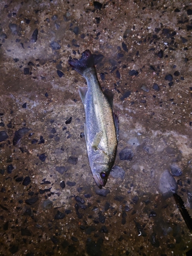 セイゴ（マルスズキ）の釣果