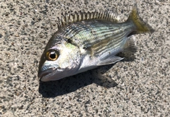 チヌの釣果