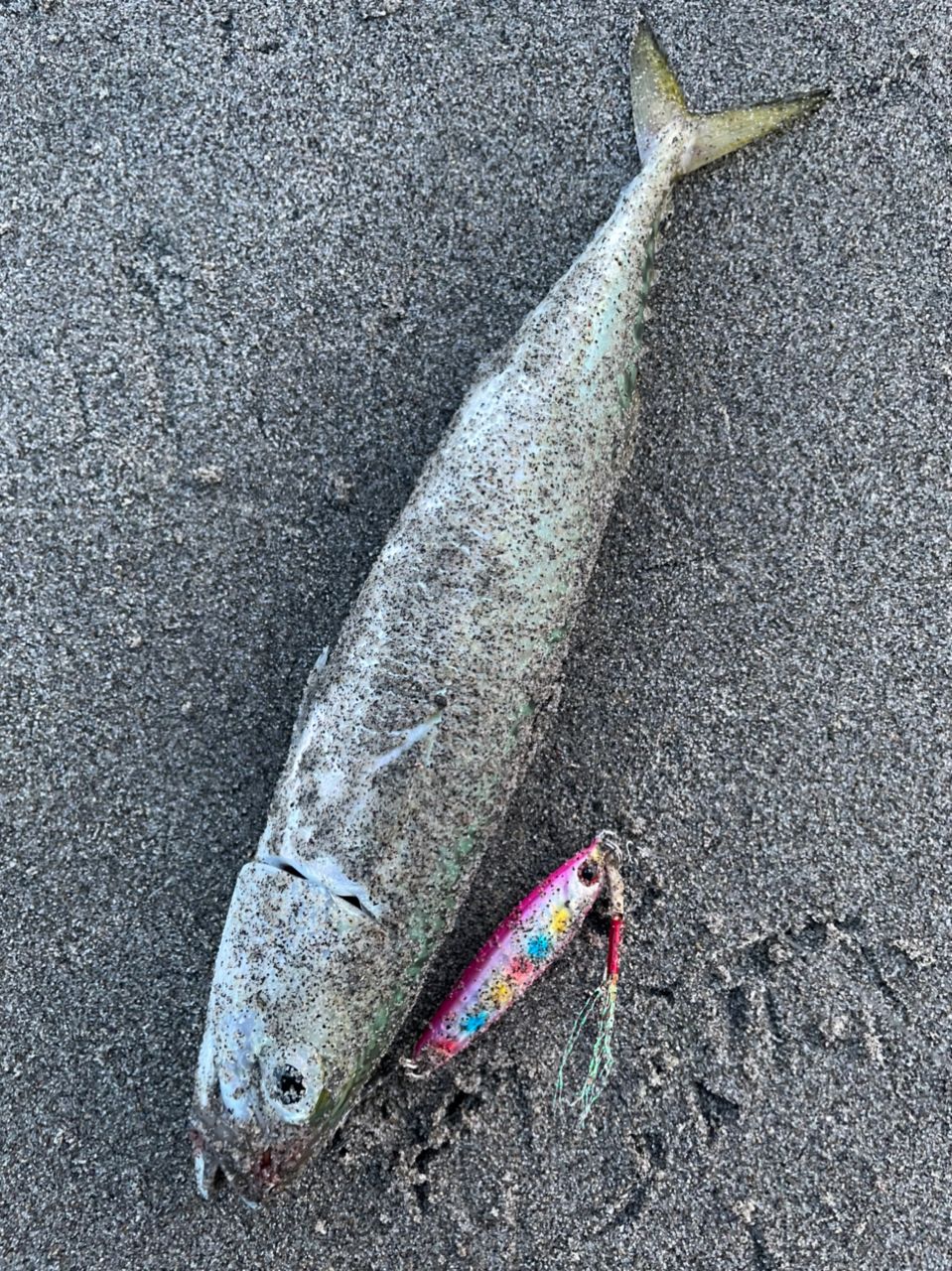 サバ