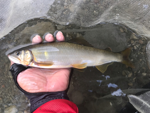 アユの釣果