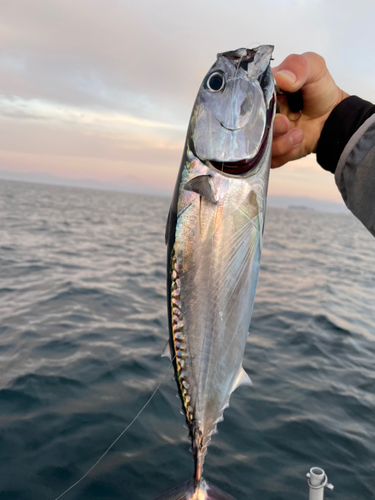 ソウダガツオの釣果