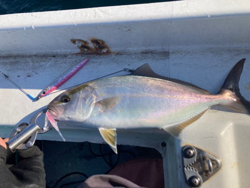 ショゴの釣果