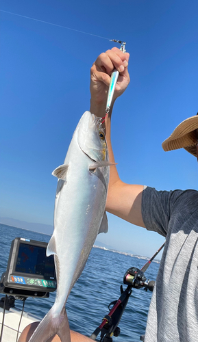 ショゴの釣果