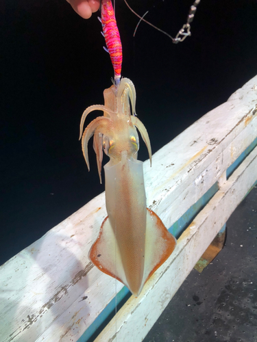 ケンサキイカの釣果