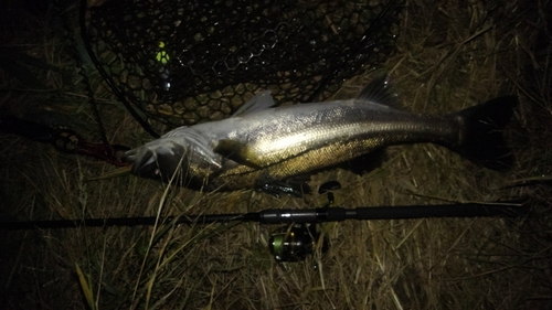 スズキの釣果