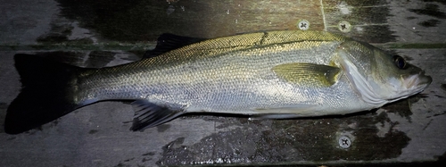 フッコ（マルスズキ）の釣果