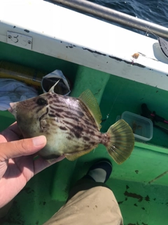 カワハギの釣果