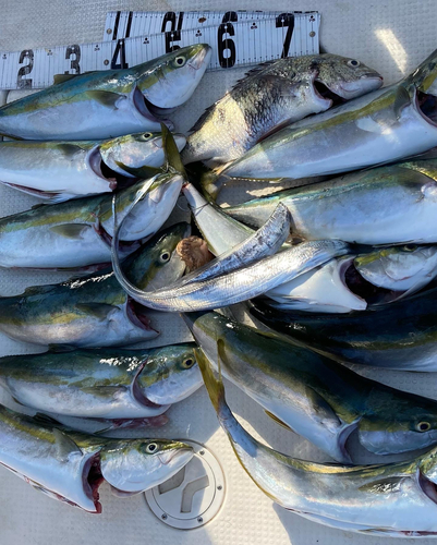 メジロの釣果