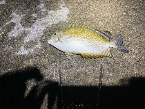 カーエーの釣果