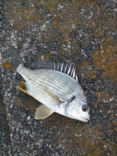 キビレの釣果