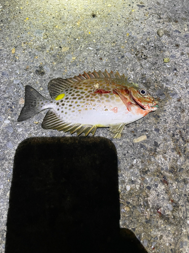 カーエーの釣果