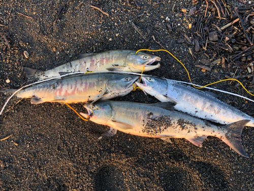 サケの釣果