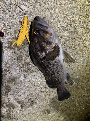 クロソイの釣果