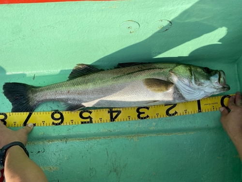 シーバスの釣果