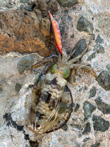 アオリイカの釣果