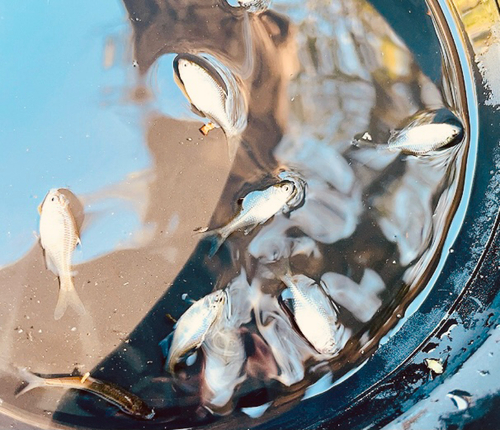 タイリクバラタナゴの釣果