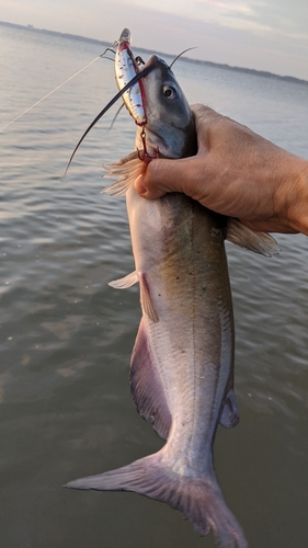 アメリカナマズの釣果