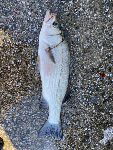 ヒラスズキの釣果