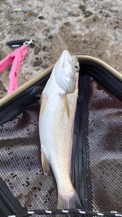 イシモチの釣果