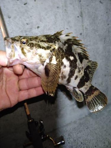 タケノコメバルの釣果