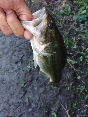 ラージマウスバスの釣果