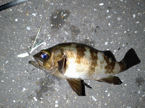 メバルの釣果