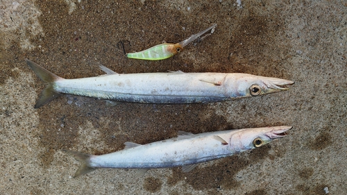 カマスの釣果