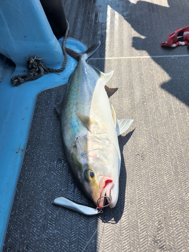 カンパチの釣果