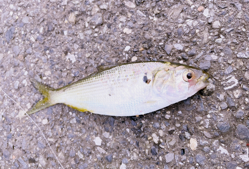 ナカズミの釣果