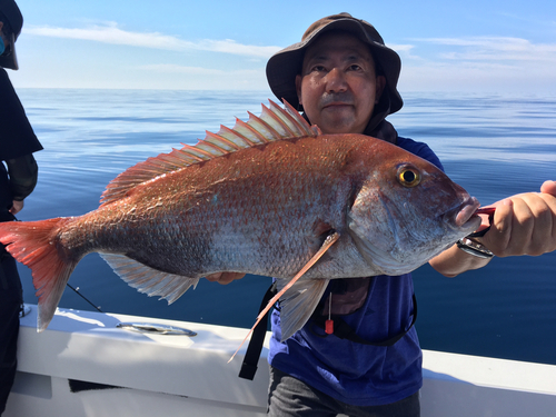 マダイの釣果