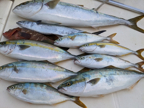 ハマチの釣果