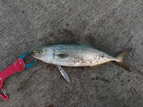 ショッコの釣果