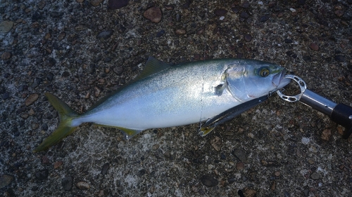 ツバイソの釣果