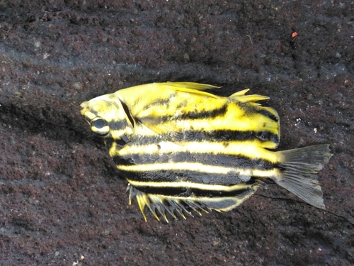 カゴカキダイの釣果