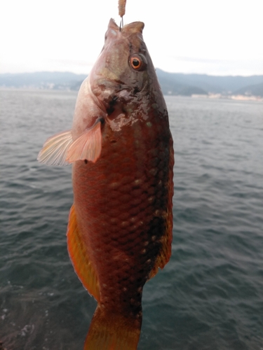 アカササノハベラの釣果