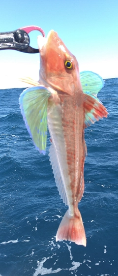 ホウボウの釣果