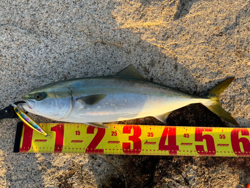 メジロの釣果