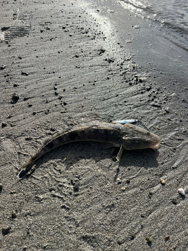 マゴチの釣果