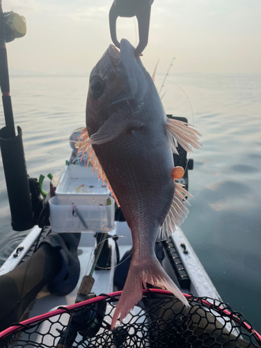 マダイの釣果