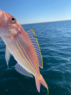 イトヨリダイの釣果