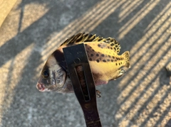 コショウダイの釣果