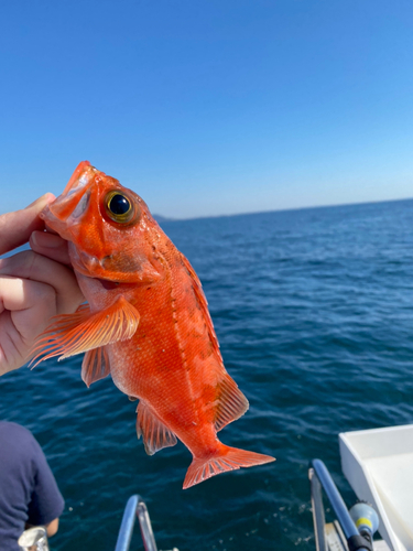 ユメカサゴの釣果