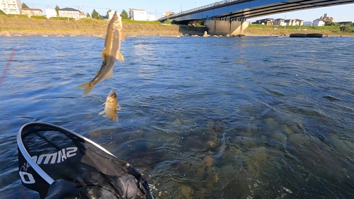 アユの釣果